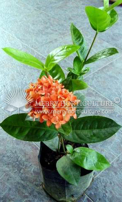 Ixora coccinea orange 1